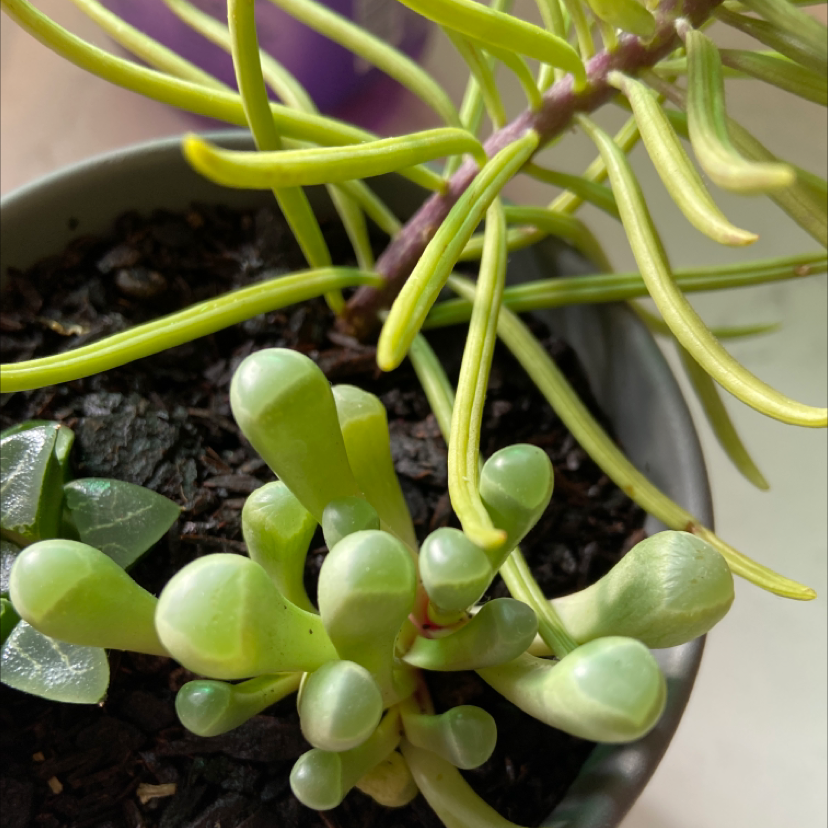 Healthy Baby Toes (Fenestraria rhopalophylla) succulent in a pot with visible soil.
