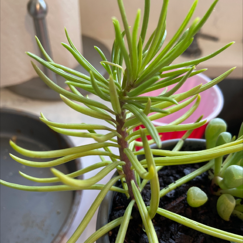 Succulent Bush Senecio plant with elongated green leaves and some yellowing, potted with visible soil.