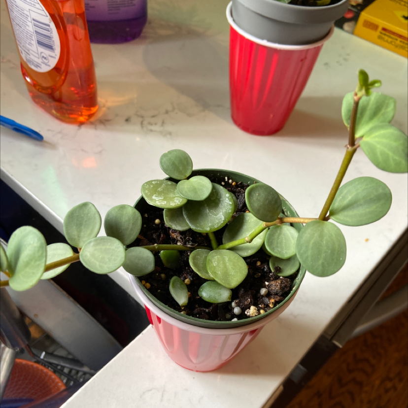 Peperomia 'Hope' plant in a small pot with healthy green leaves.