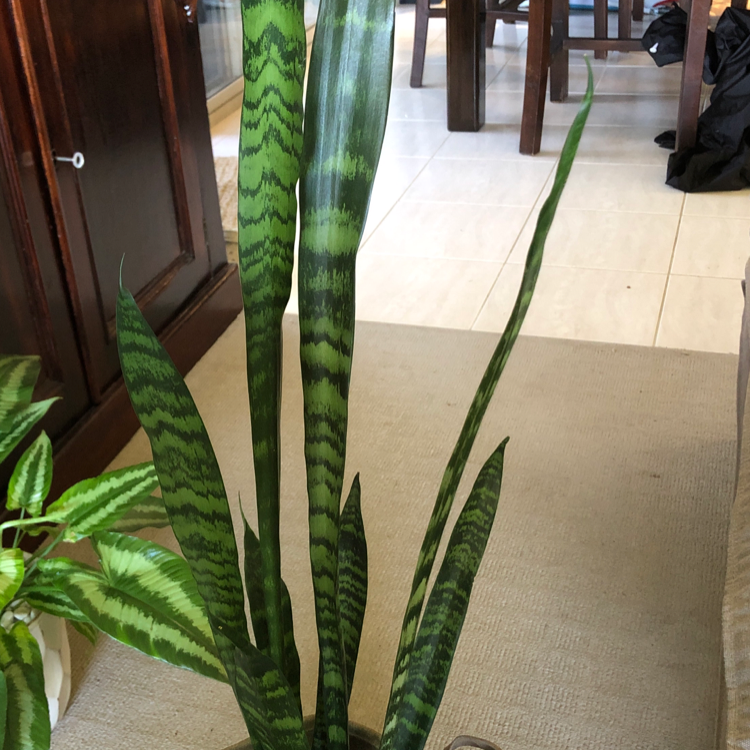 Photo of the plant species Zeylanica Snake Plant by @NikRavens1 named Your plant on Greg, the plant care app