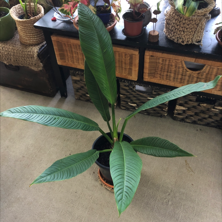 Photo of the plant species Philodendron campii 'Lynette' by @NikRavens1 named Philodendron campii ‘lynette’ on Greg, the plant care app