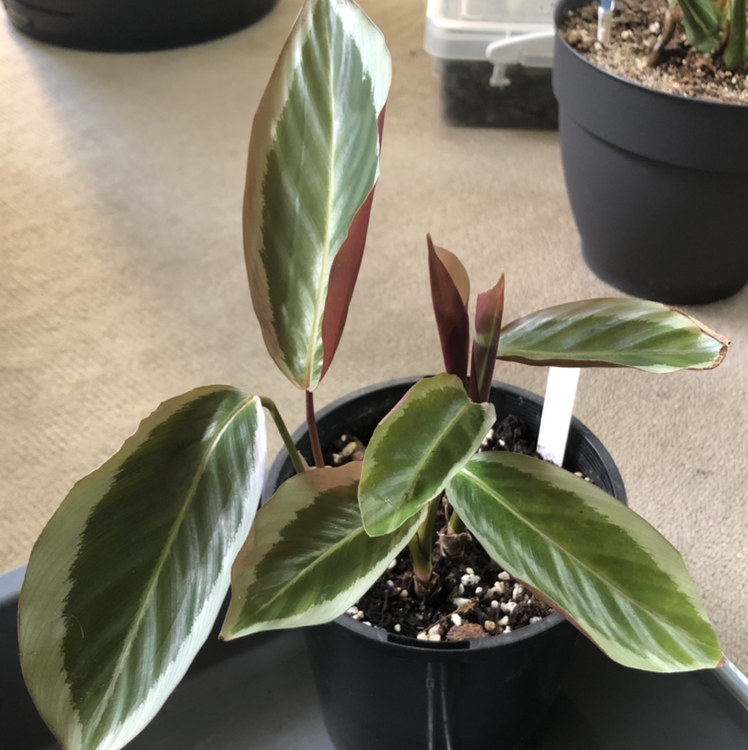 Photo of the plant species Calathea 'Mia' by @NikRavens1 named Calathea Mia on Greg, the plant care app