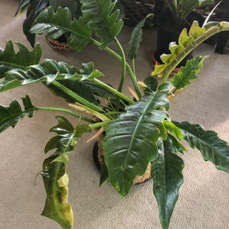 Philodendron Narrow Tiger Tooth plant in Lara, Victoria