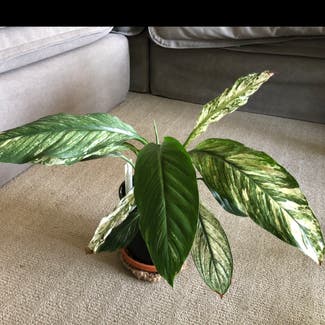 Variegated Peace Lily plant in Lara, Victoria