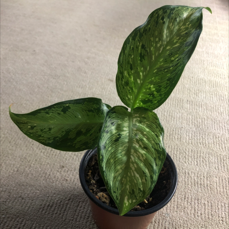 Dieffenbachia 'Tropic Marianne' plant with variegated leaves in a small pot on a carpeted surface.
