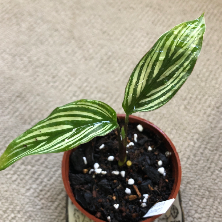 Calathea Vittata plant with two striped leaves in a small pot.
