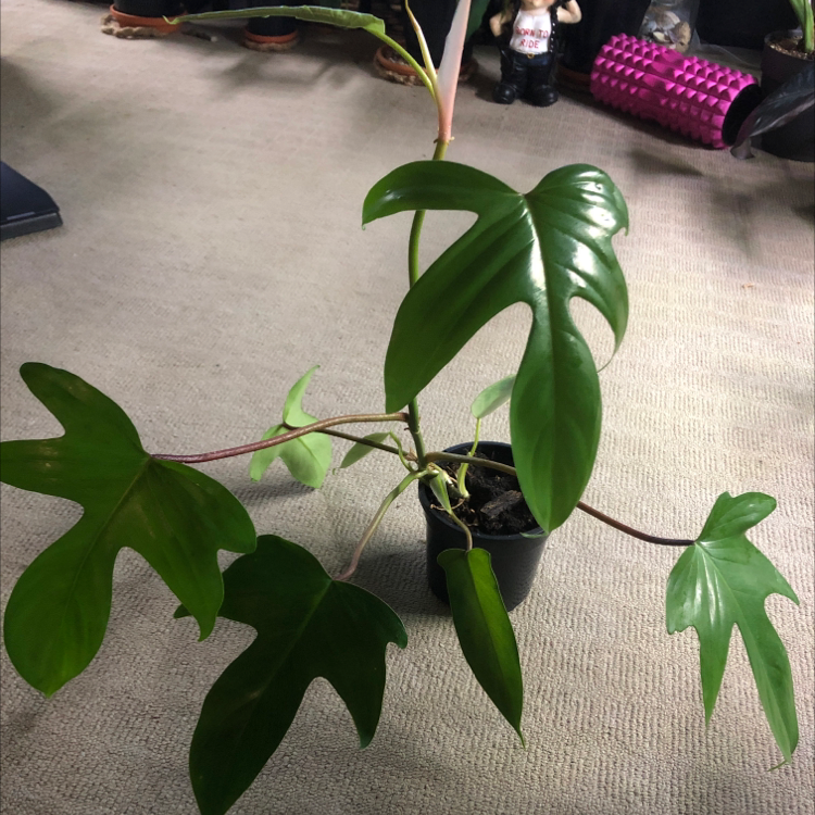 Philodendron 'Florida' plant in a small pot with vibrant green leaves.