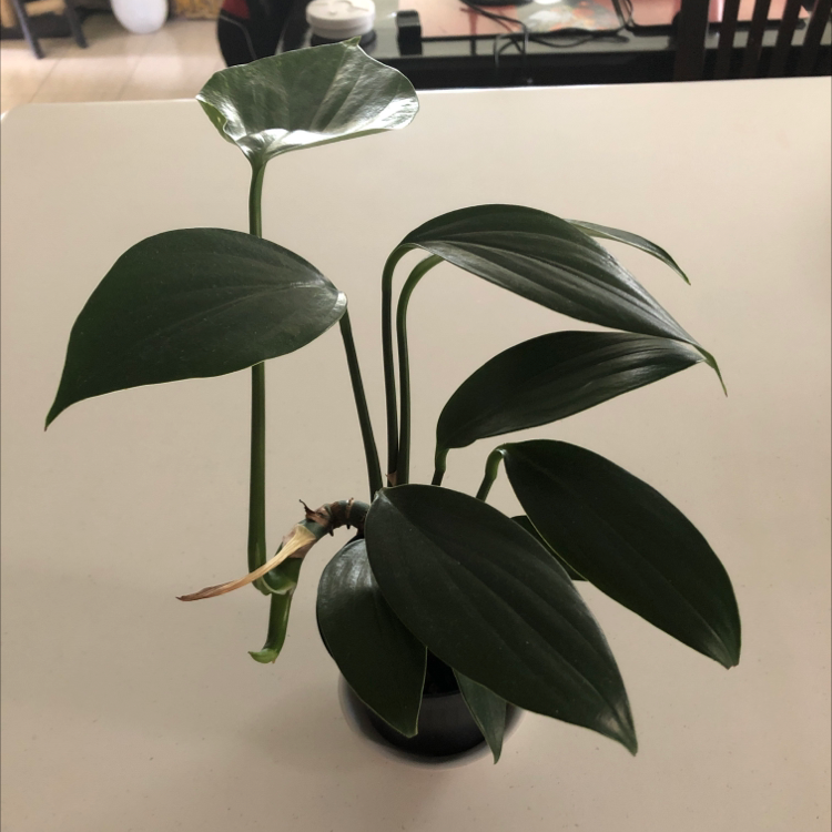 Dragon Tail Plant with healthy green leaves and minor yellowing and browning on one leaf tip.