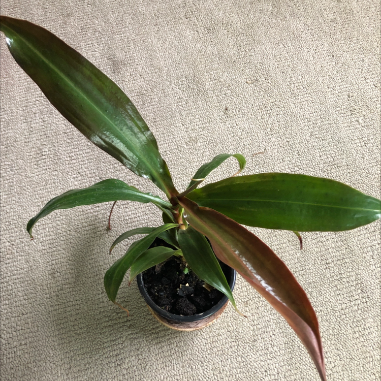Photo of the plant species Nepenthes suki by @NikRavens1 named Nepenthes suki pitcher plant on Greg, the plant care app