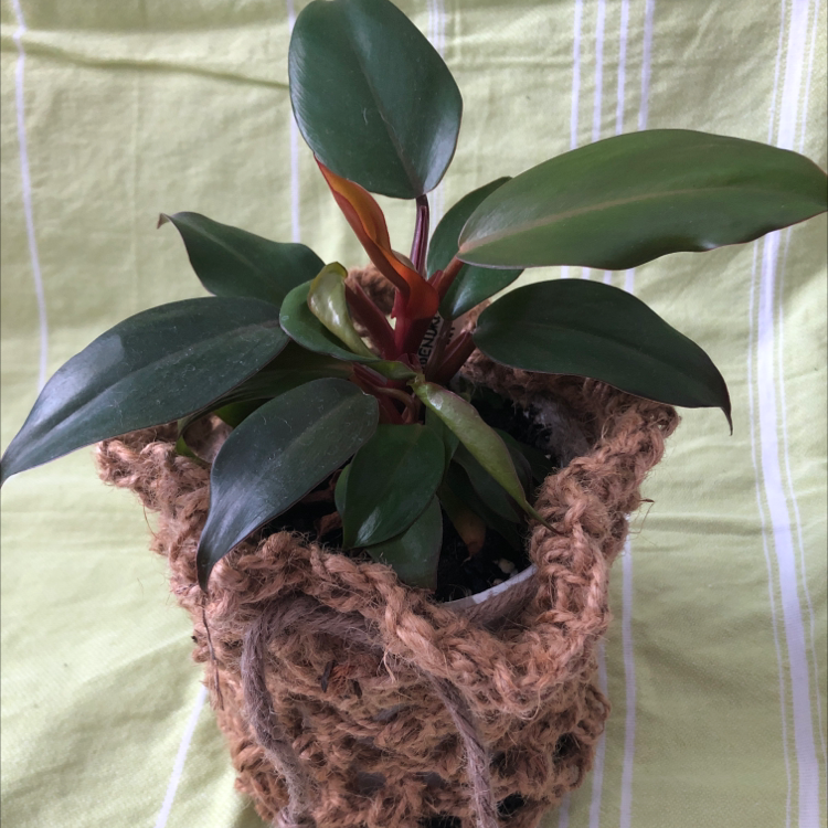 Photo of the plant species Philodendron 'Autumn' by @NikRavens1 named Philodendron’autumn’ on Greg, the plant care app