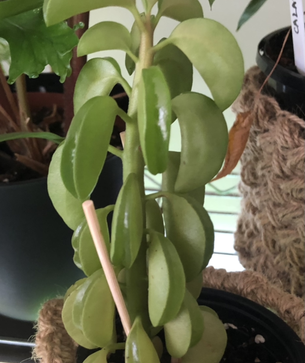 Photo of the plant species Prayer Pepper by @NikRavens1 named Peperomia Dolabriformis (Prayer Peperomia) on Greg, the plant care app