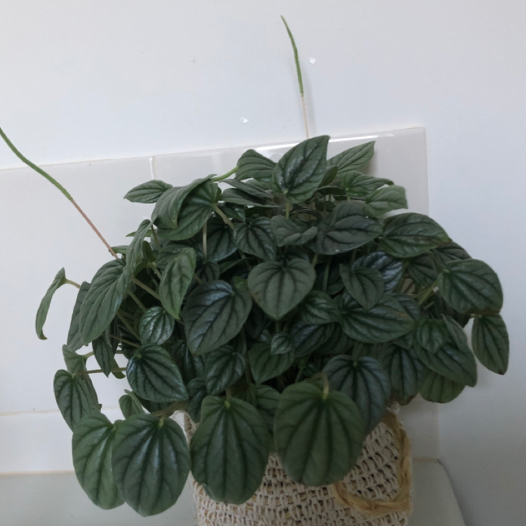 Photo of the plant species Moonlight Peperomia by @NikRavens1 named Peperomia Caperata ‘moonlight’ on Greg, the plant care app