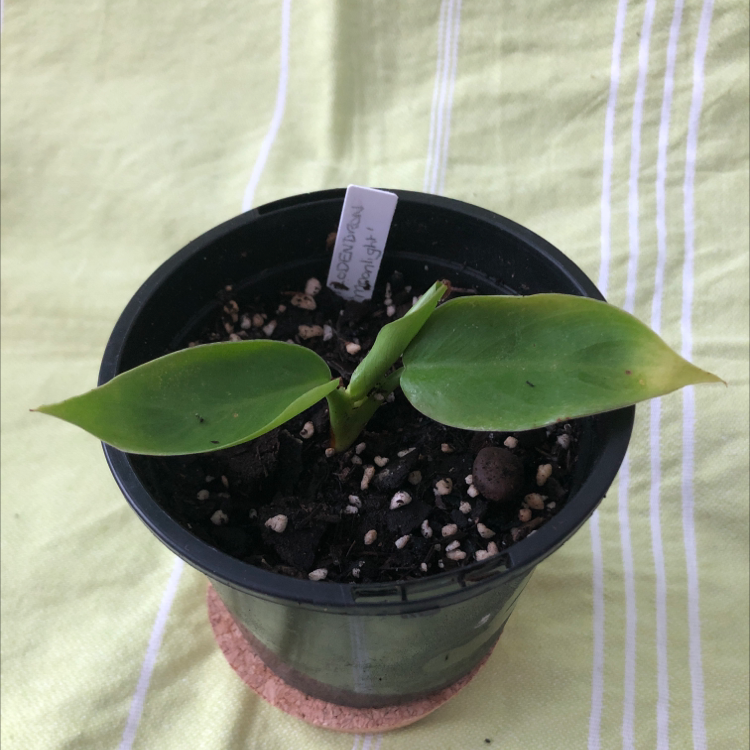 Philodendron 'Moonlight' plant in a black pot with visible soil and slight leaf discoloration.