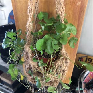 Kidney weed plant in Lara, Victoria