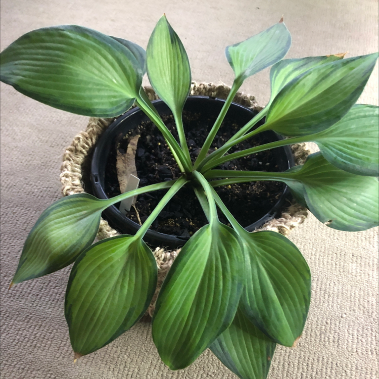 Photo of the plant species Plantain Lily by @NikRavens1 named Your plant on Greg, the plant care app