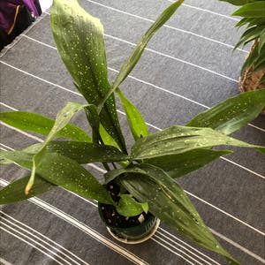 Cast Iron Plant plant photo by @NikRavens1 named Aspidistra Elatior ‘shooting star/milky way’ on Greg, the plant care app.