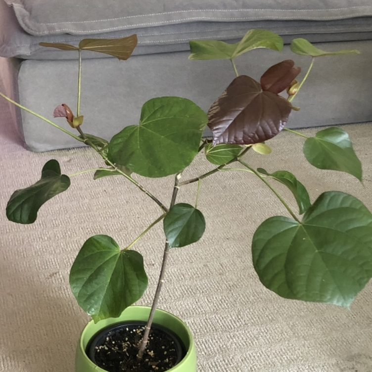 Photo of the plant species Red Beach Hibiscus by @NikRavens1 named Hibiscus tiliaceus Rubra on Greg, the plant care app
