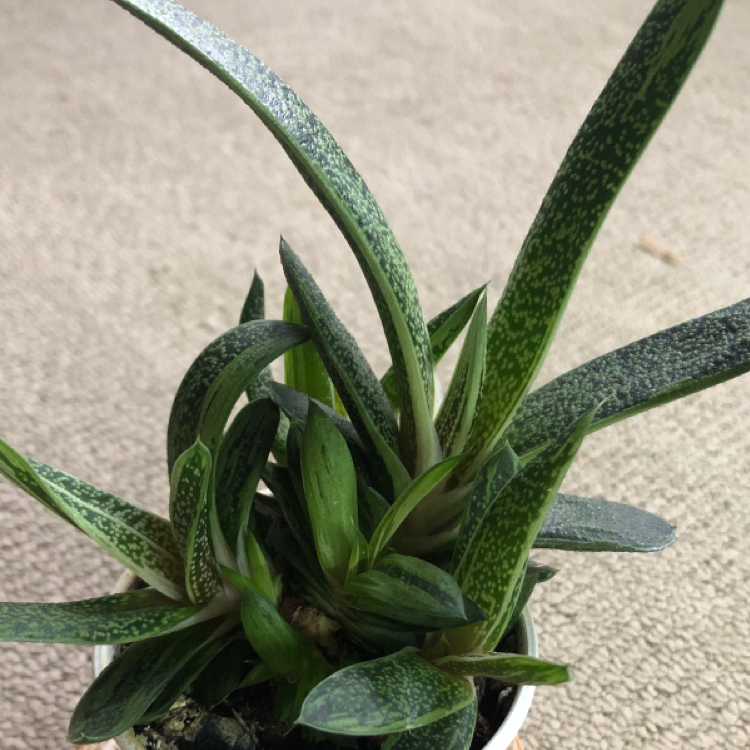 Gasteria 'Little Warty' plant with green speckled leaves in a pot.