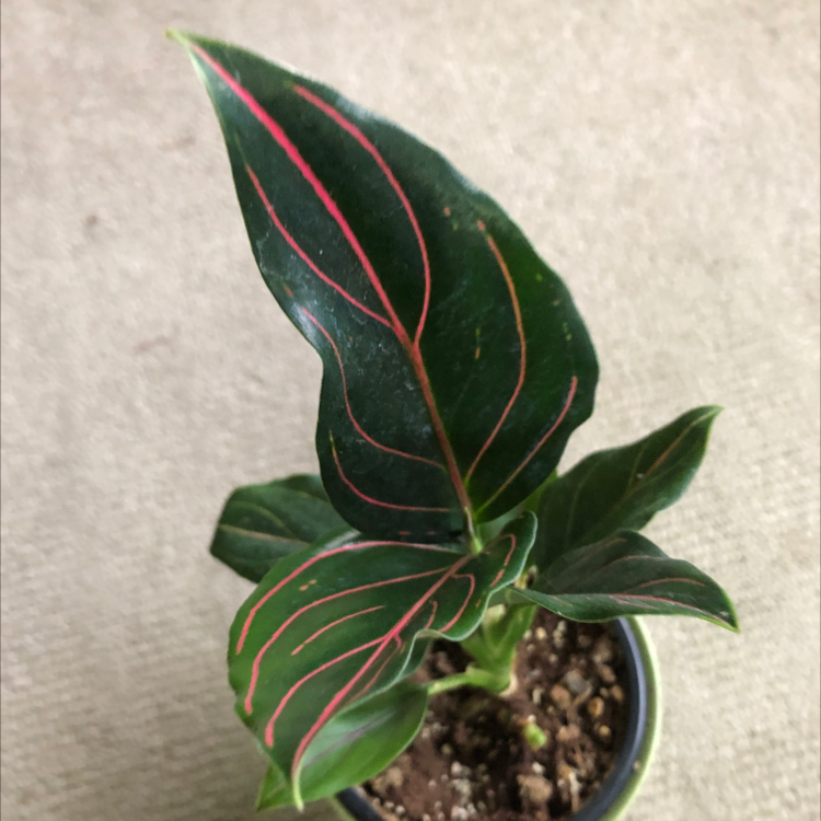 Plant care for Anthurium Angamarcanum on Greg, the plant care app