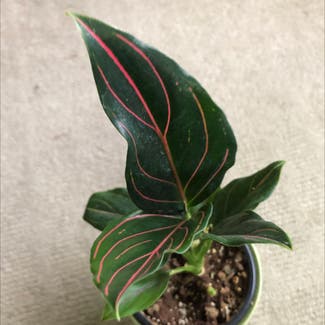 Aglaonema commutatum 'Red Vein' plant in Lara, Victoria