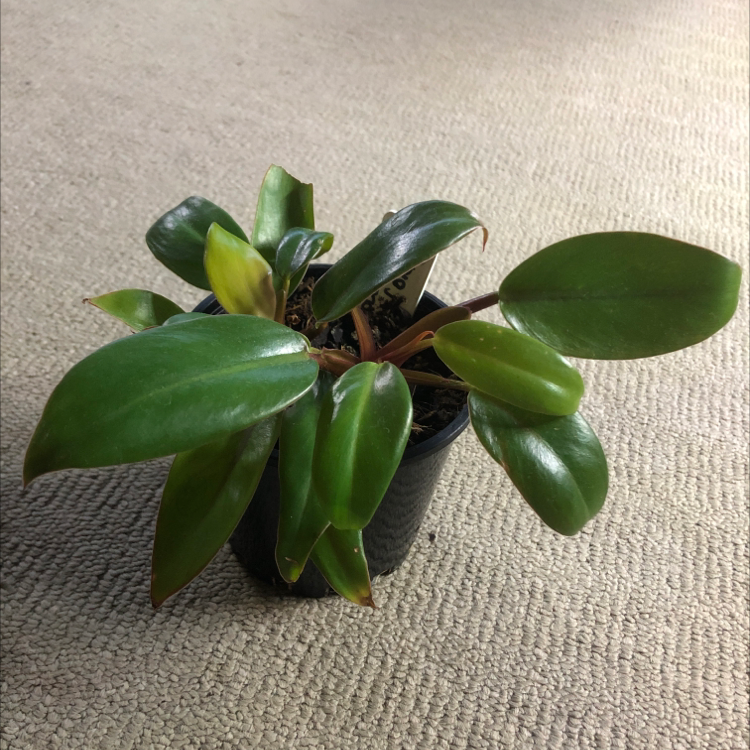 Philodendron Prince of Orange plant in a small pot with some browning at the leaf edges.