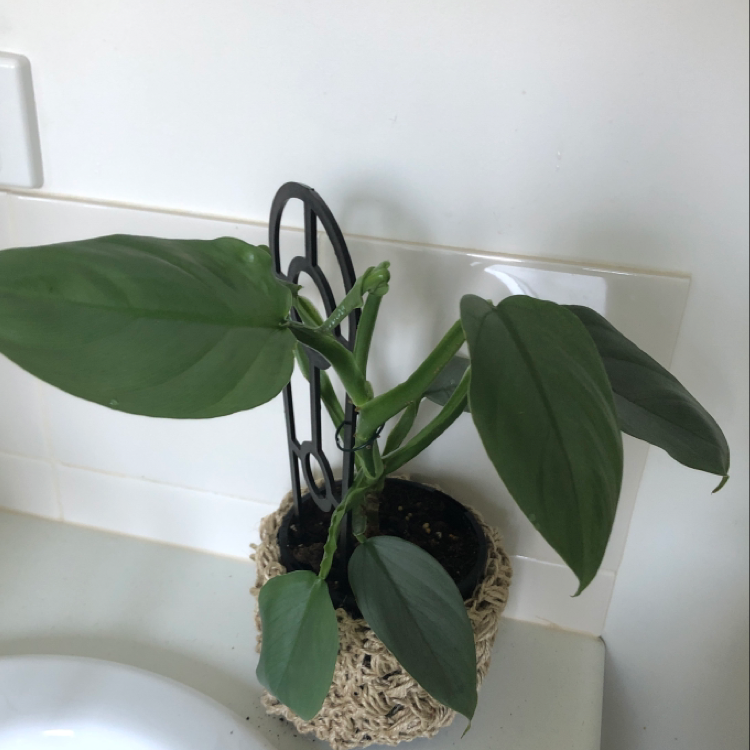 Potted Silver Sword Philodendron with large green leaves supported by a black metal structure.