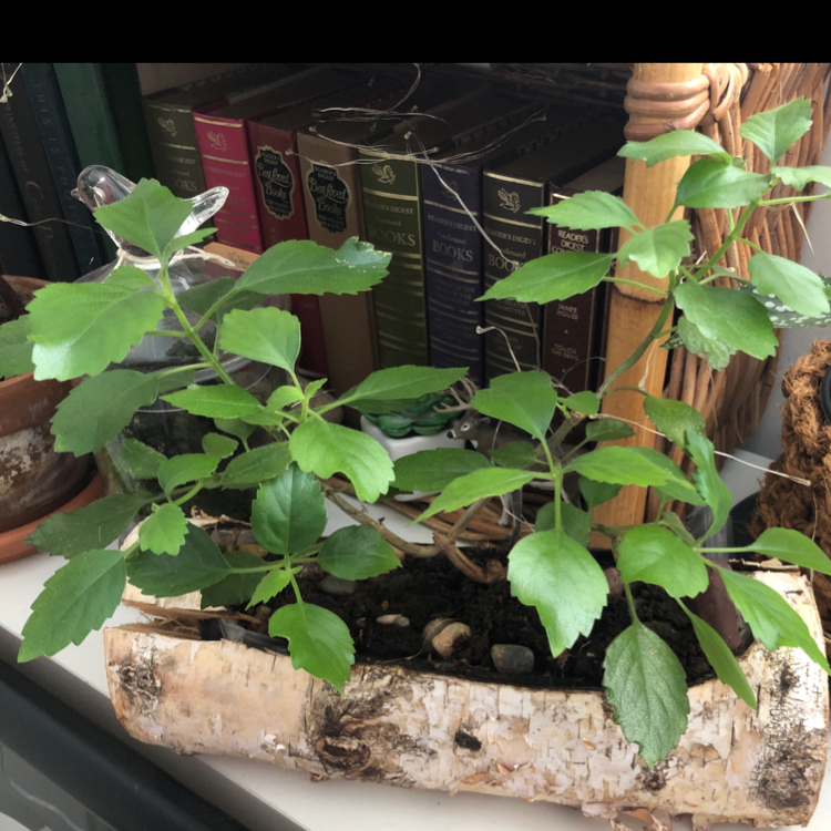 Photo of the plant species Mona Lavender by @NikRavens1 named Mona lavendar on Greg, the plant care app