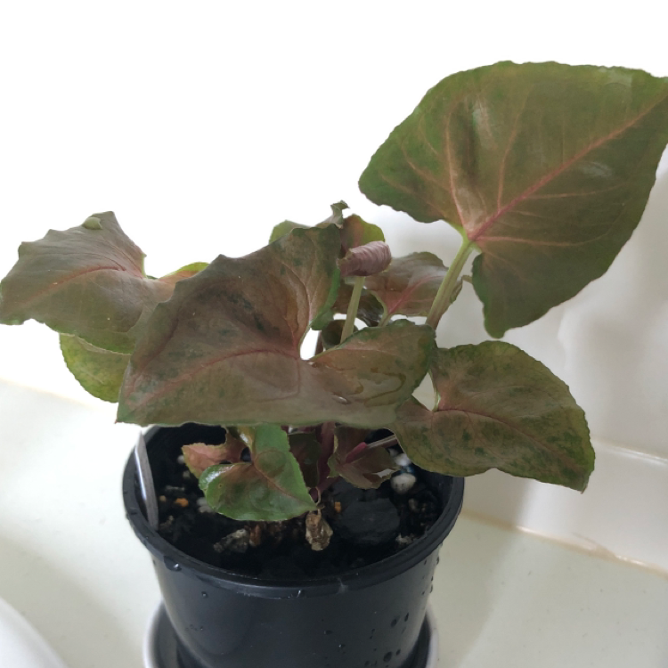 Photo of the plant species Bronze Maria Allusion by @NikRavens1 named Syngonium podophylum ‘Maria’ on Greg, the plant care app