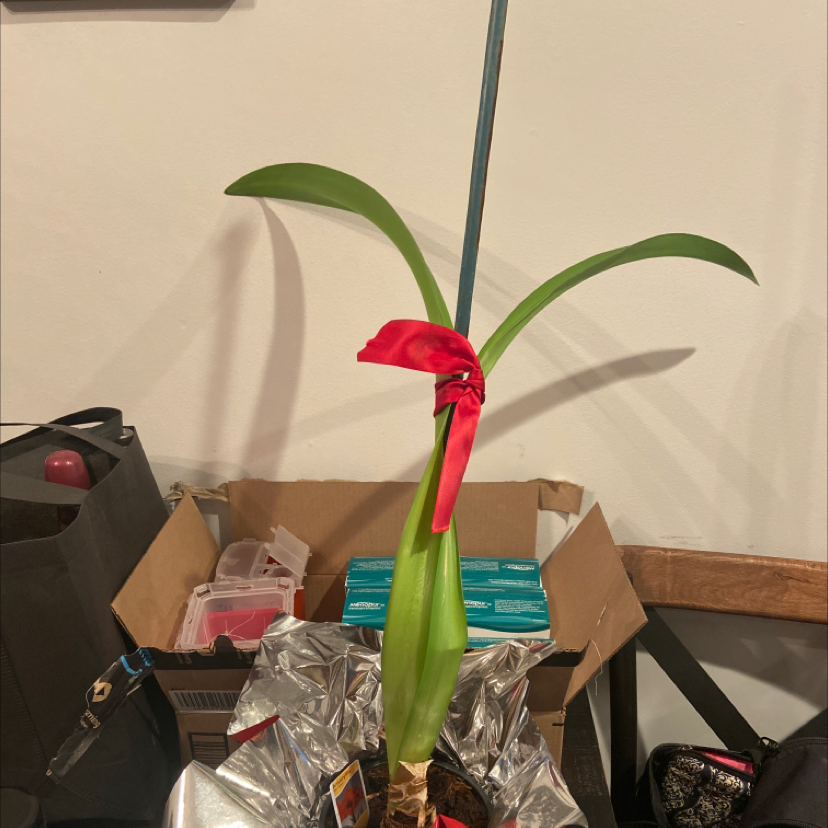 Hippeastrum 'Red Lion' plant with healthy green leaves, partially visible soil, and no flowers.