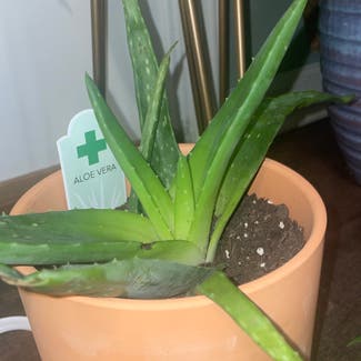 Aloe vera plant in Griffin, Georgia