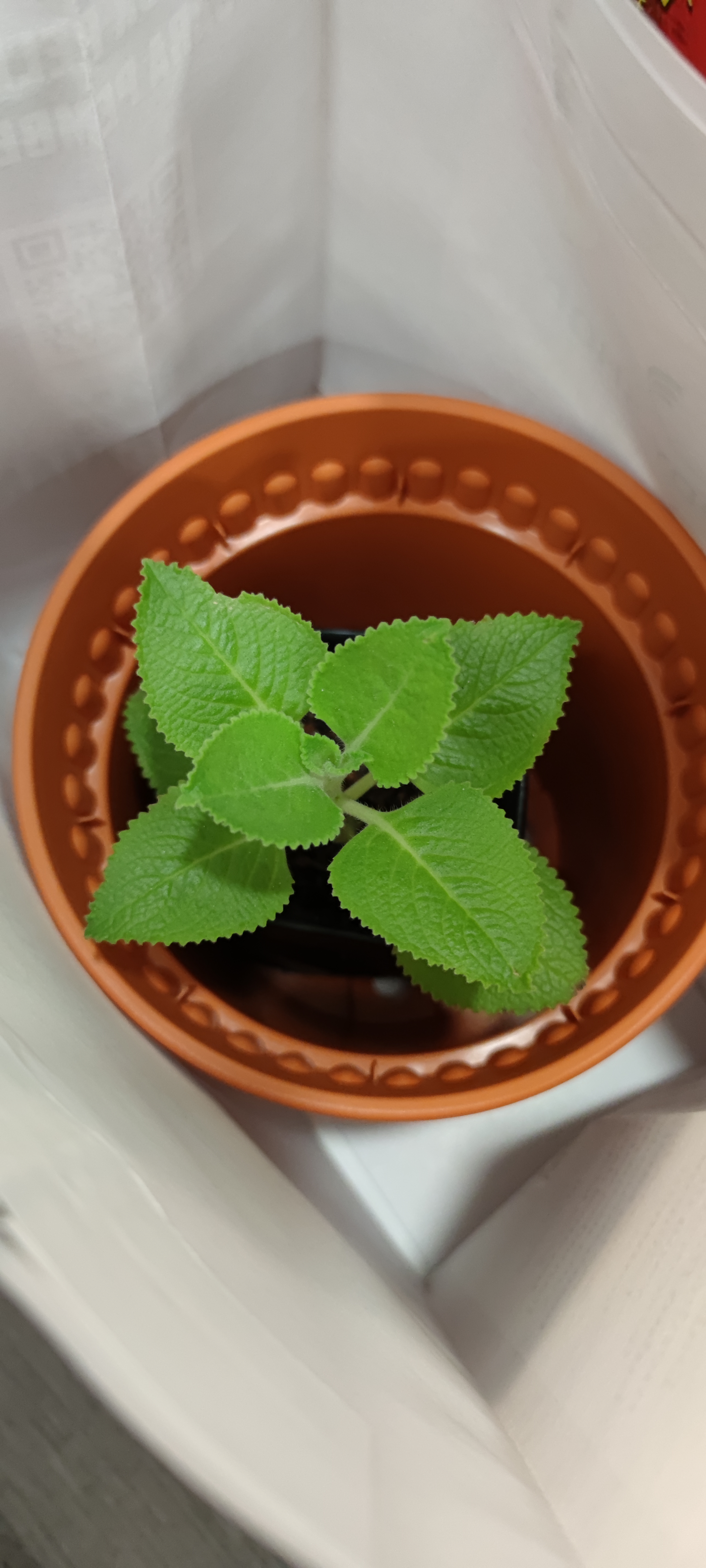 Indian Borage