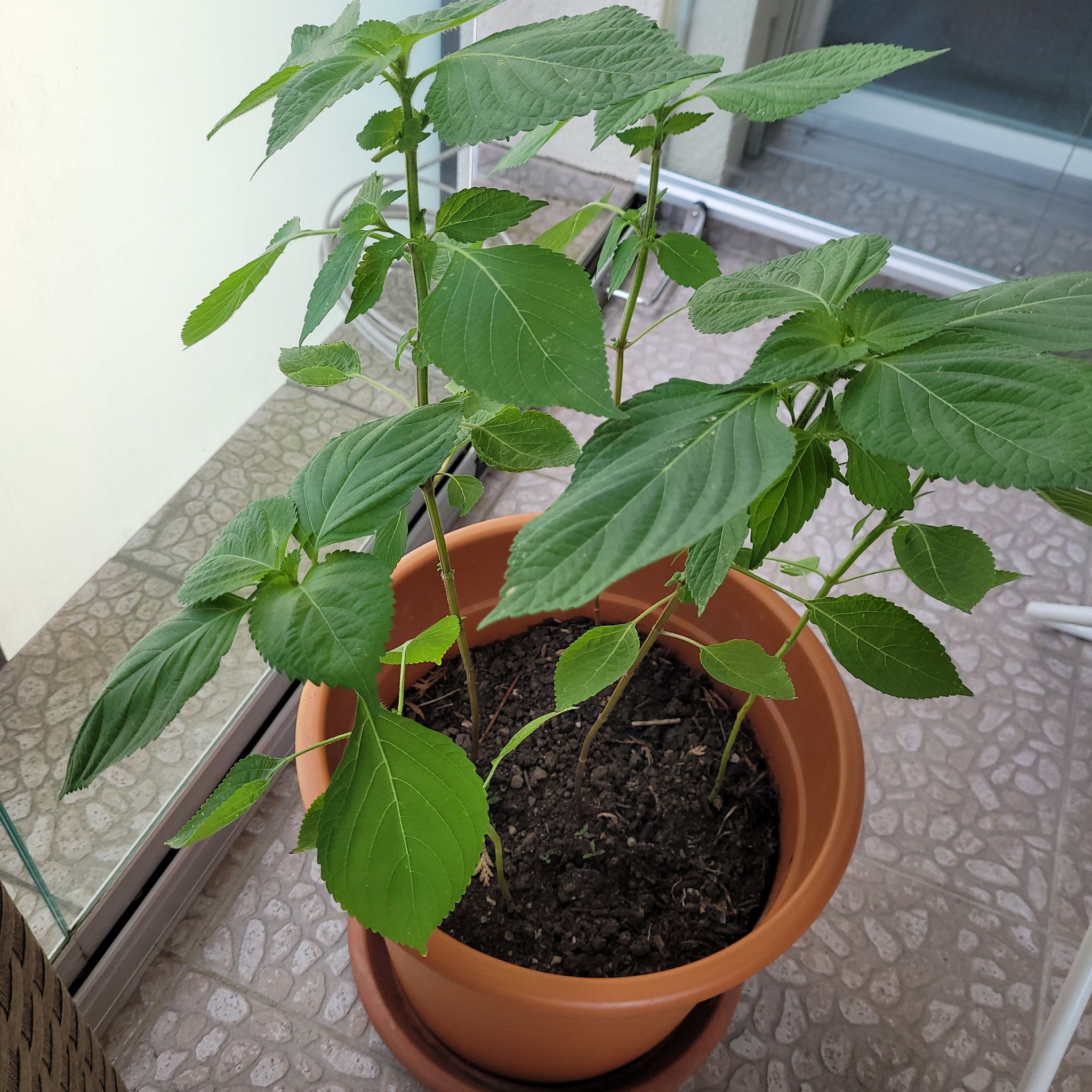 Potted Beefsteak Plant with broad green leaves, healthy appearance.