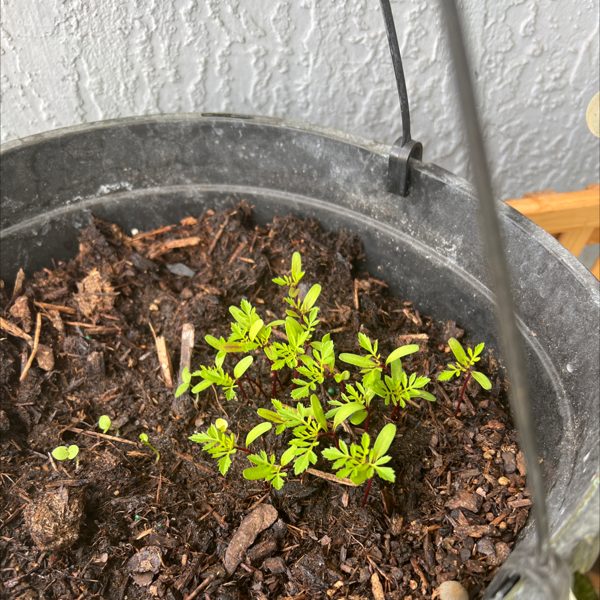 Photo of the plant species Crackerjack Mix Marigold by @SilkenGabisan named Marigold on Greg, the plant care app