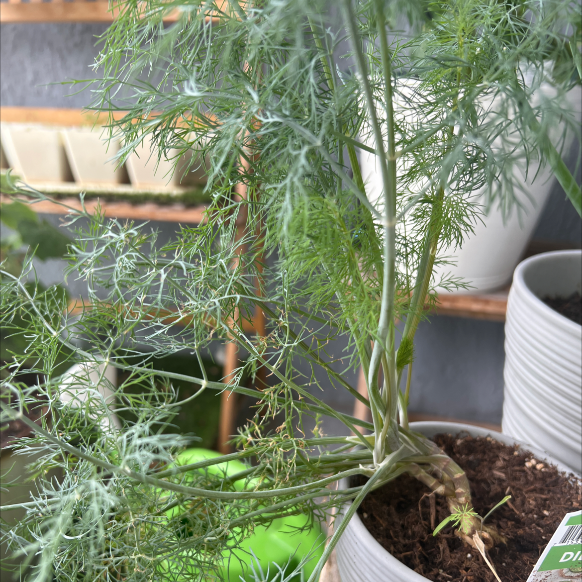 Potted Common Fennel plant with feathery green foliage, healthy appearance.