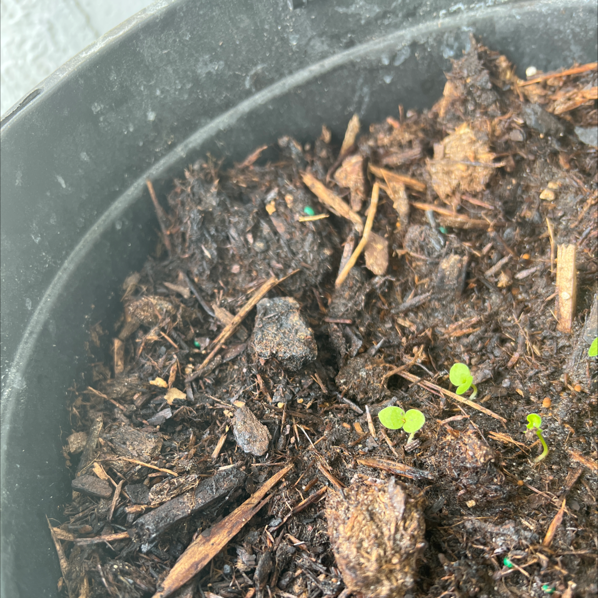 Photo of the plant species Twolobe Larkspur by @SilkenGabisan named Larkspurs on Greg, the plant care app