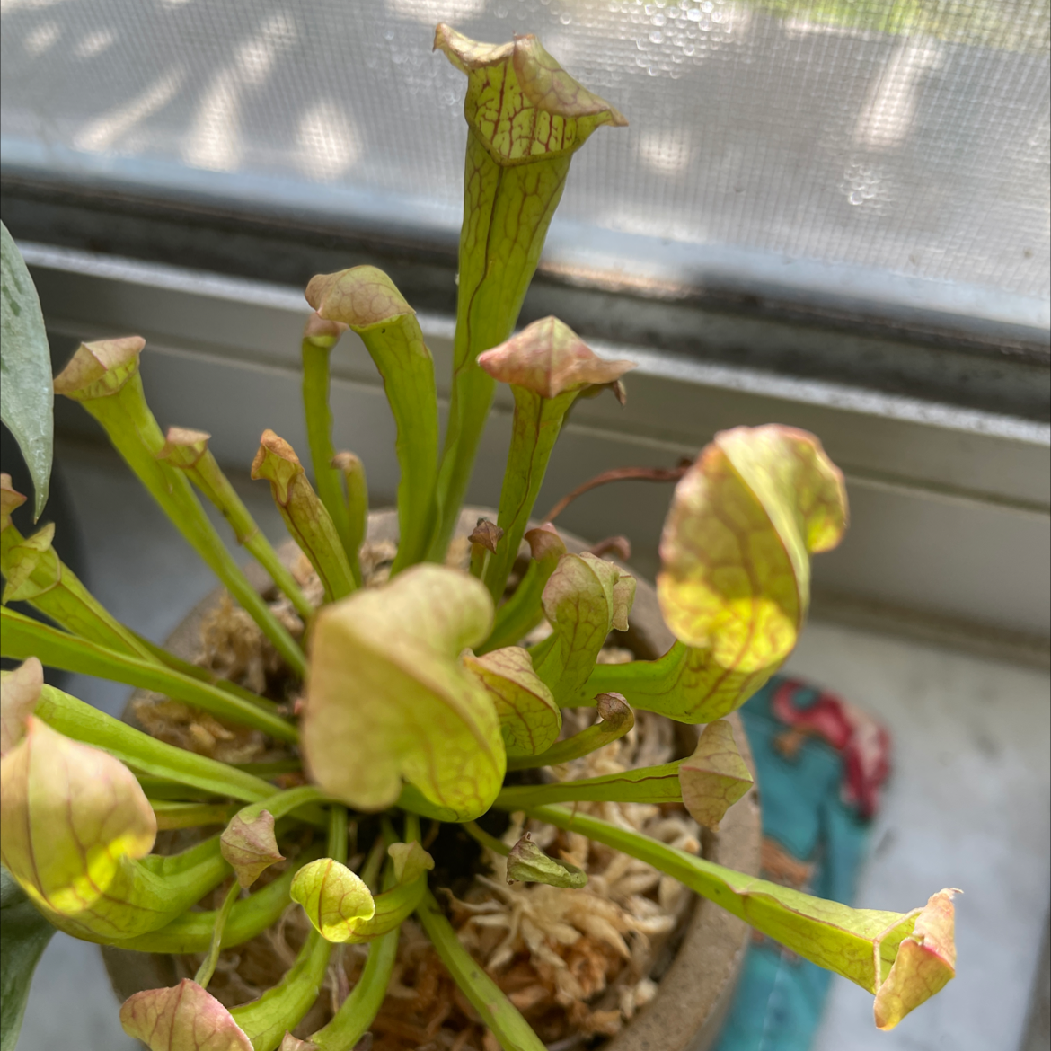 Yellow Pitcher Plant in a pot with visible soil and slight browning at the edges of the pitchers.