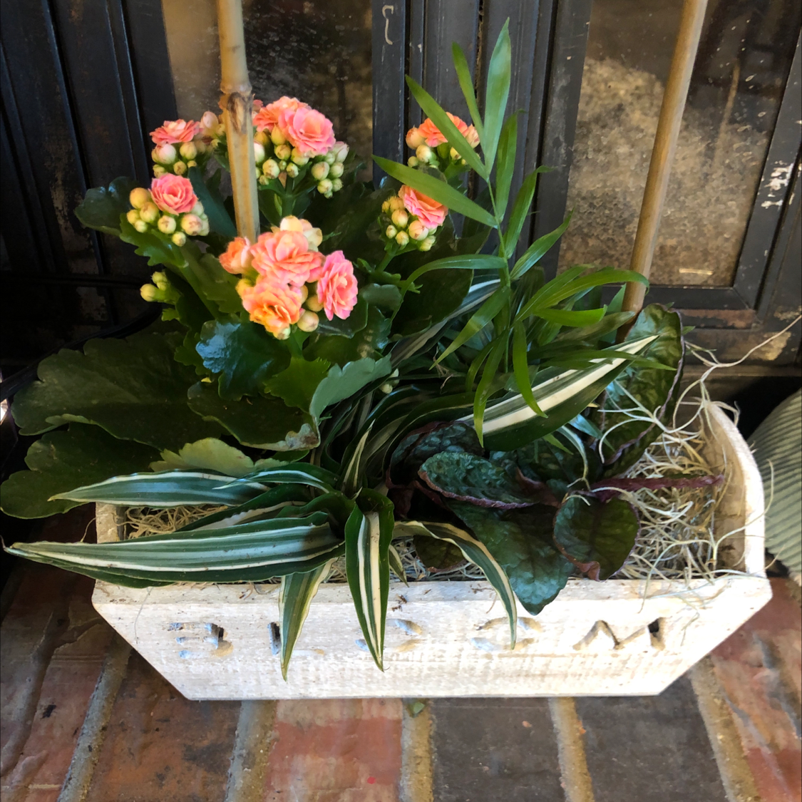 Healthy flowering Florist Kalanchoe with deep green leaves and bright coral flowers in a white rectangular planter on a rustic brick surface.