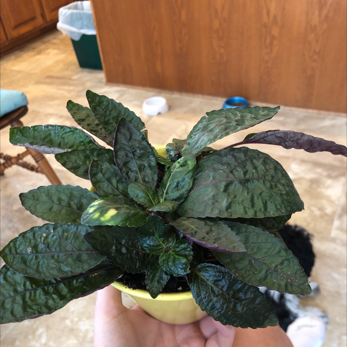 Waffle Plant with dark green leaves, some yellowing and browning, held in a hand.