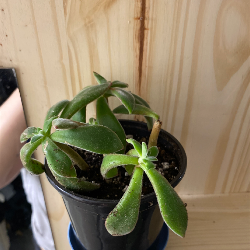 A healthy Plush Plant in a small black pot with visible soil.