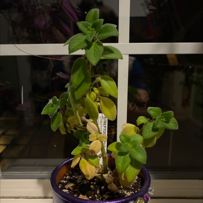 Cape Primrose plant in a pot with some yellowing leaves, placed near a window.