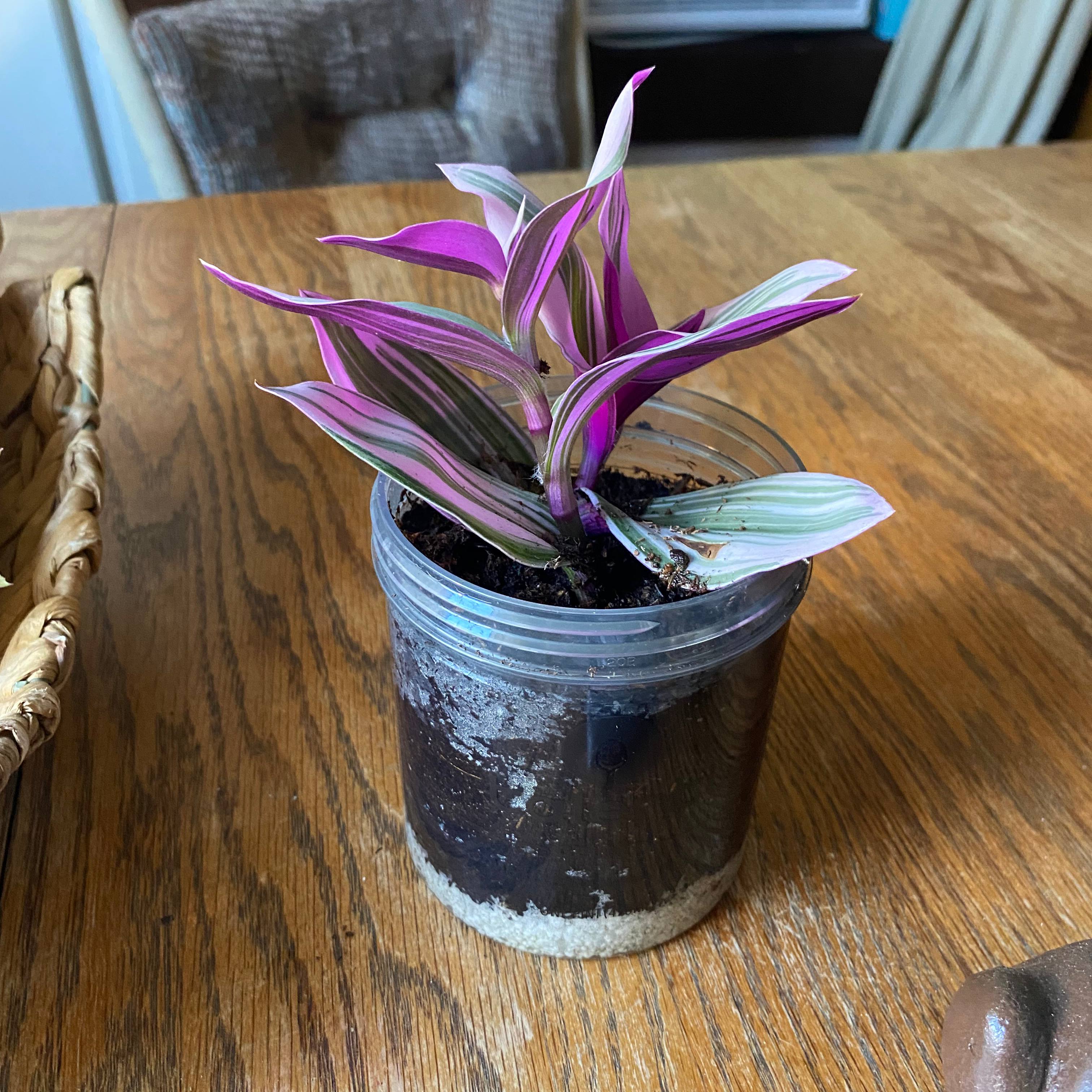 Talenti
