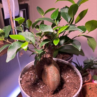 Ficus Ginseng plant in Hermantown, Minnesota