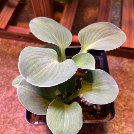 Photo of the plant species dwarf mouse-ear by Proemerald named Your plant on Greg, the plant care app