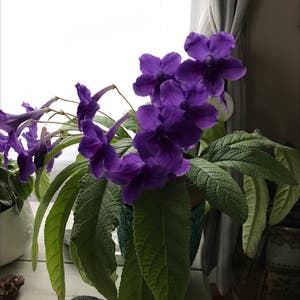 False African Violet plant photo by @User3022 named Cape Primrose on Greg, the plant care app.