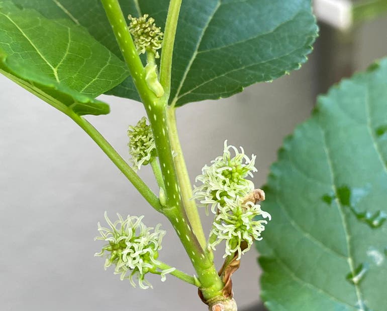 White mulberry
