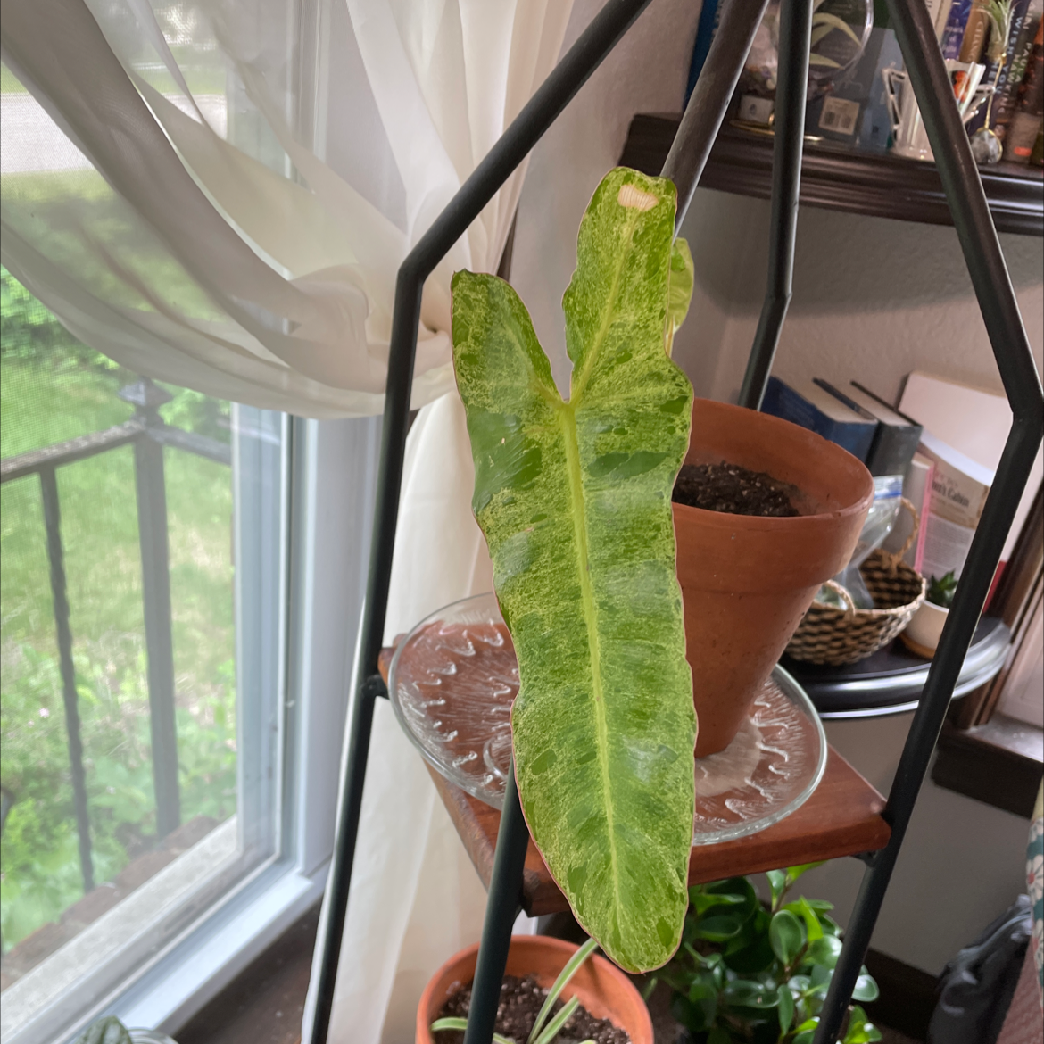 Paraiso Verde Philodendron leaf with some yellowing and browning, placed on a shelf near a window.