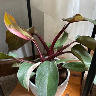 Pink Princess Philodendron plant in Carroll, Iowa