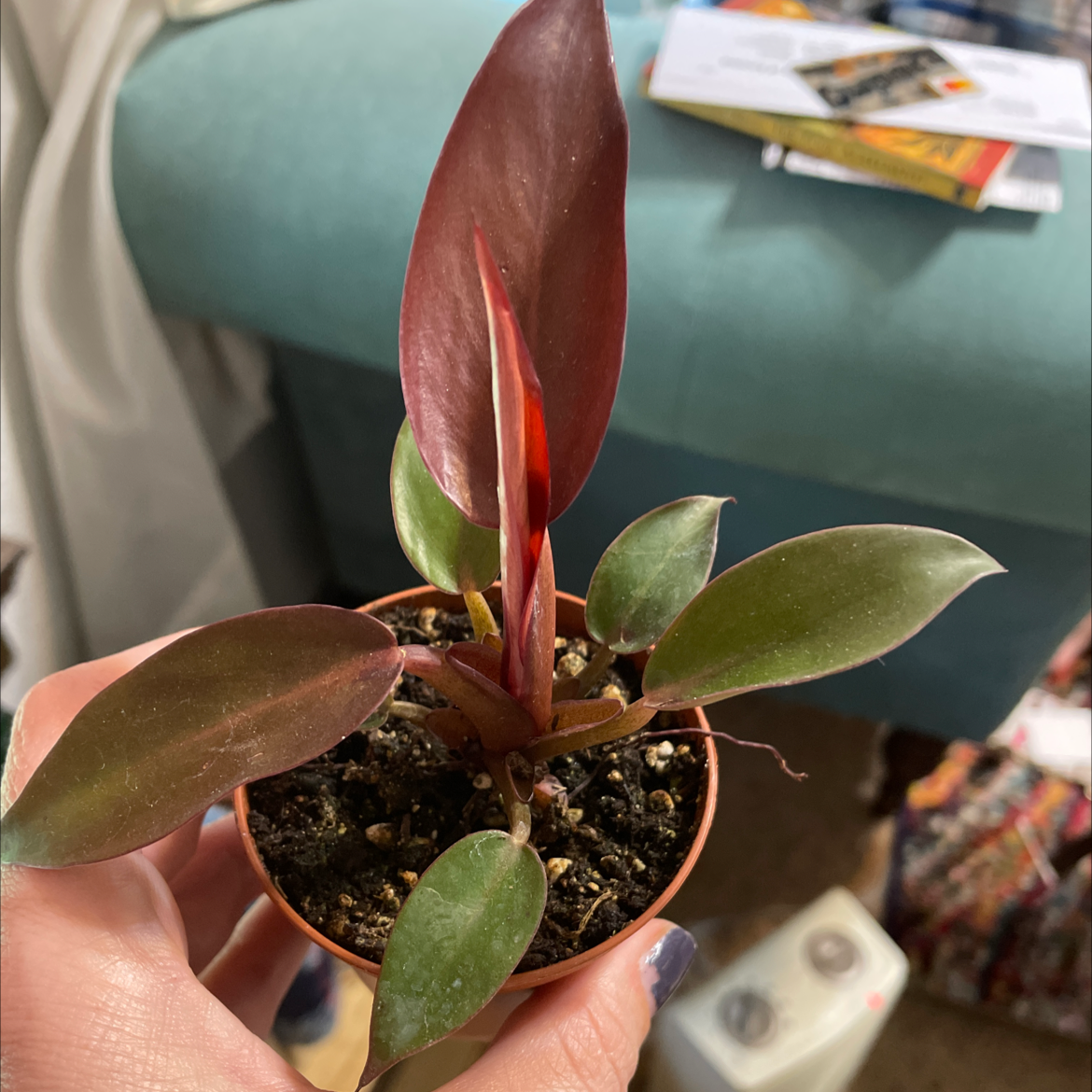 Philodendron Red Sun plant in a pot with vibrant red and green leaves.