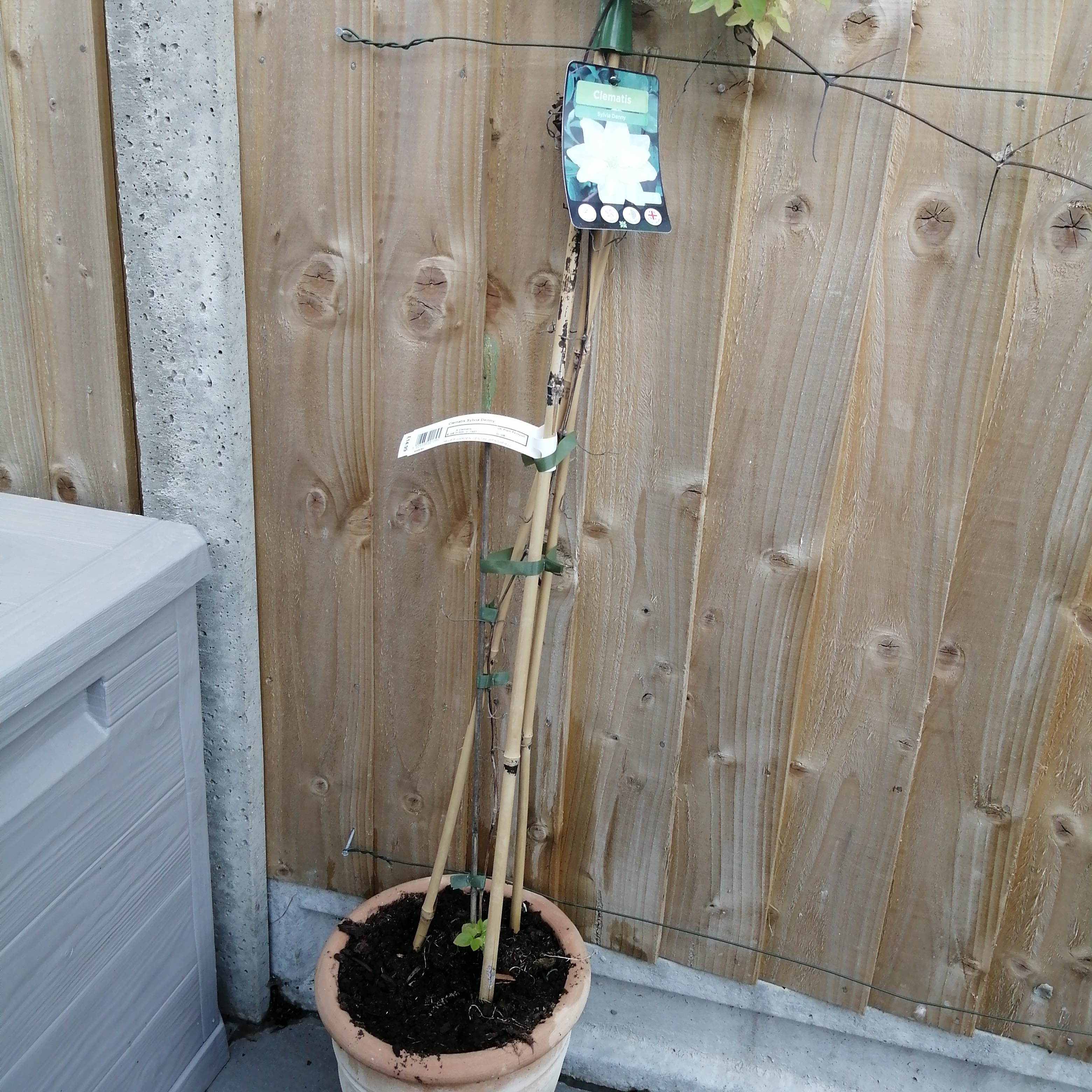 Photo of the plant species Wild Clematis by @SilkenTaraire named Aristotle on Greg, the plant care app
