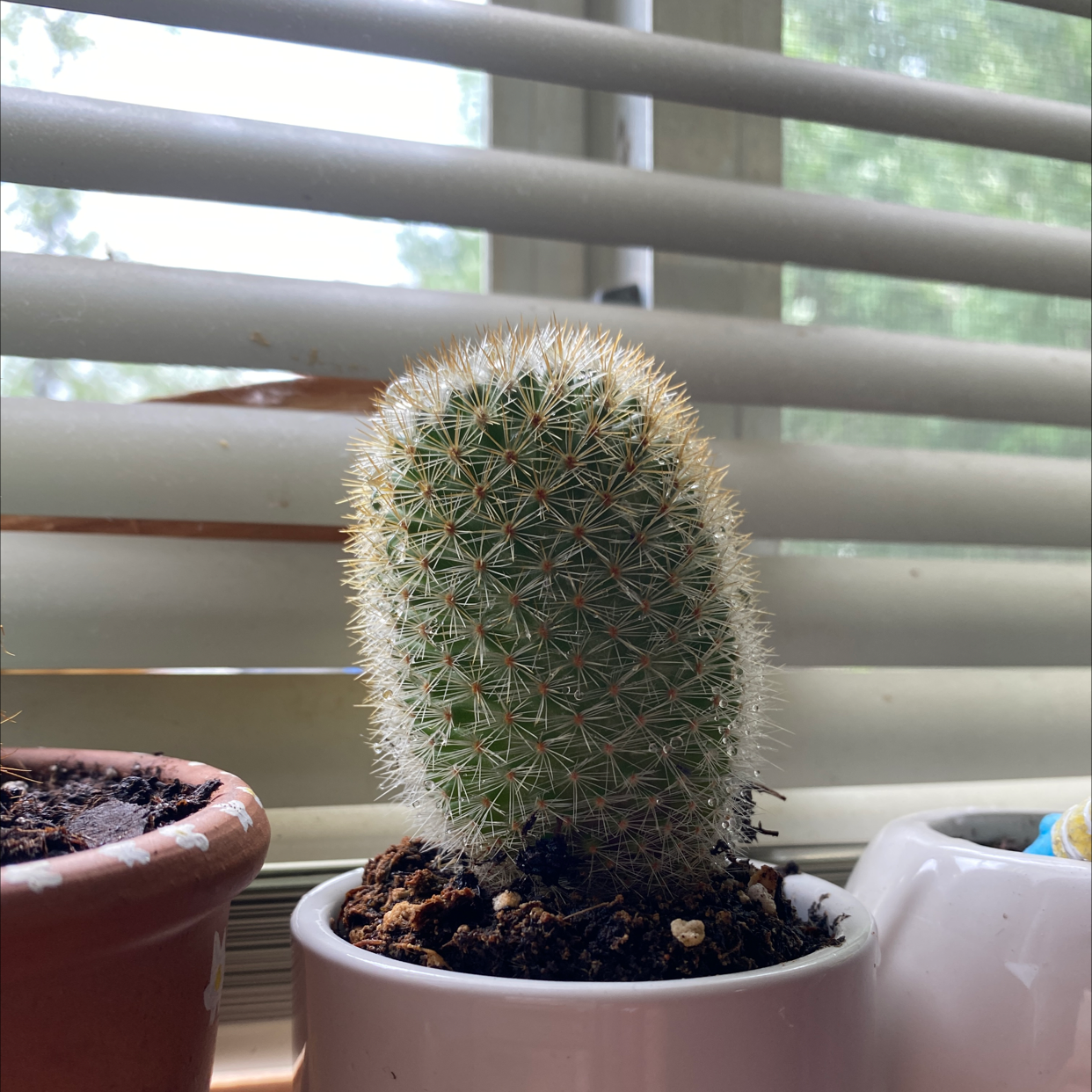 Spiny Pincushion Cactus in a small pot on a windowsill with blinds in the background.
